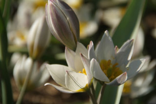 Tulipa polychroma bestellen